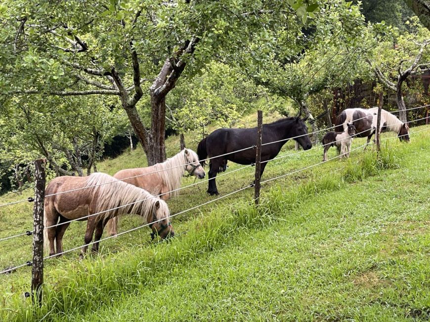 Agroturismo Arotzenea · Integrado mágicamente con la naturaleza que lo rodea.
