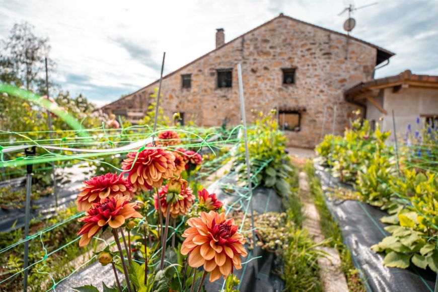 Dalia bronze trasera