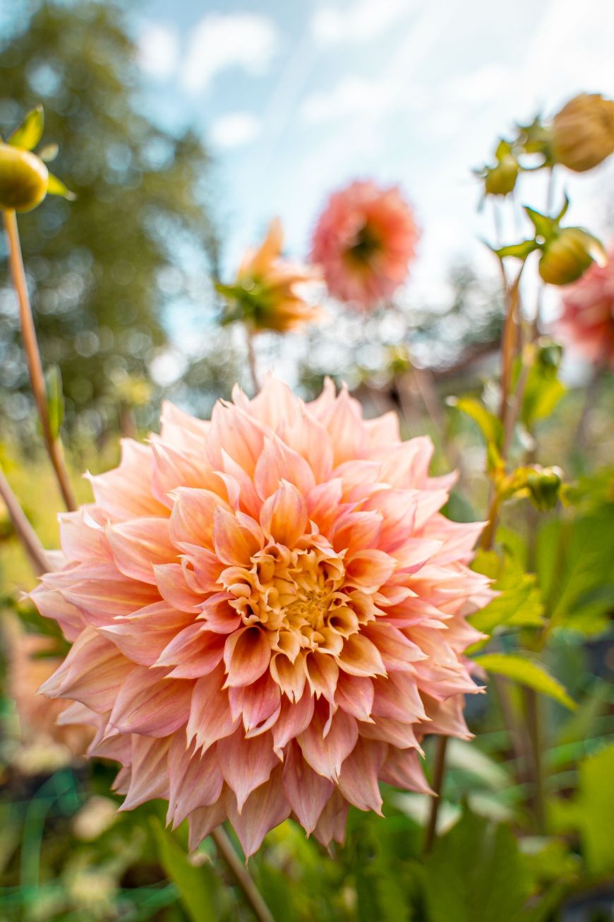 Dalia café melocotón